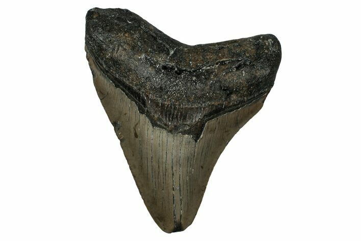 Fossil Megalodon Tooth - North Carolina #351180
